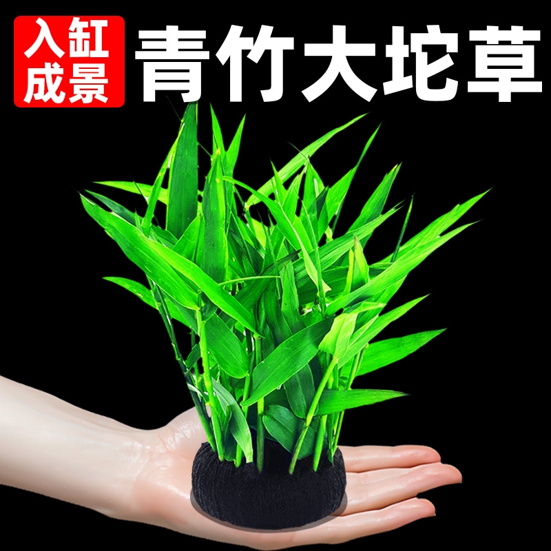 青竹坨草增氧水草|204人收藏