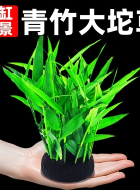 鱼缸水草植物青竹大坨草增氧阴性造景水培坨草水质水生水罗兰水缸