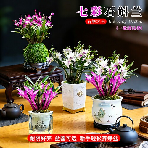香水石斛带花苞室内好养盆栽