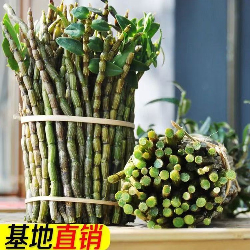 正品铁皮石斛鲜条500g中药材枫斗三四五年生基地霍山新干花粉