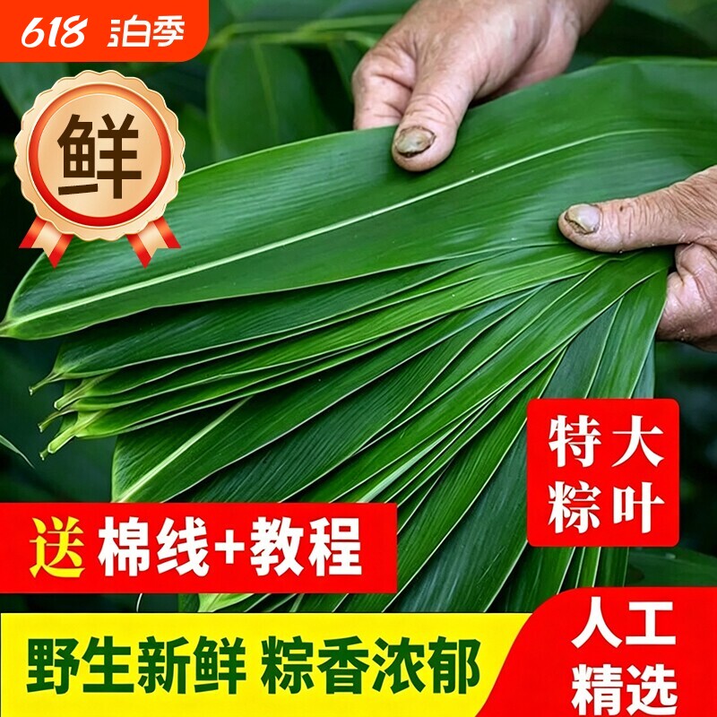 粽子叶棕叶新鲜大号新叶包粽子专用的叶子端午节商用粽叶小号