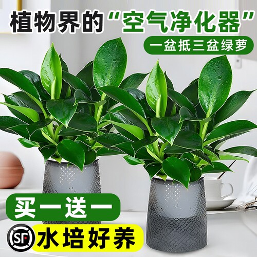 大叶金钻绿公主盆栽带花苞桌摆水培植物室内好养客厅旺宅绿植四季