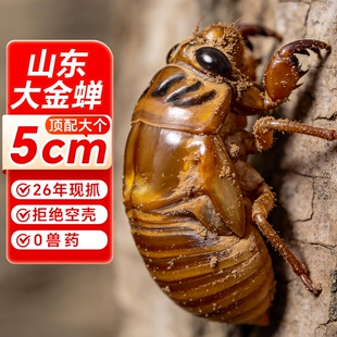 知了猴金蝉新鲜山东特产2026爬叉猴鲜活冷冻结了龟幼虫非蚕蛹蝉蛹