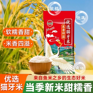 猫牙米新米大米超长粒香米软糯猫牙丝苗米原生态农家米煲仔饭晚稻