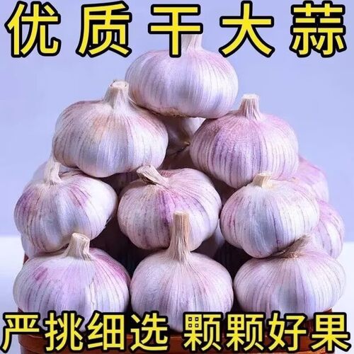 山东金乡紫皮大蒜头纯农家种植新鲜干紫皮蒜多瓣新干蒜头当季蔬菜