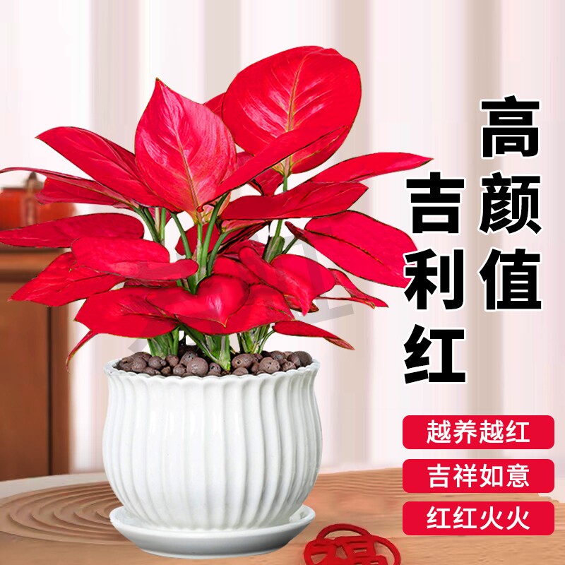 吉利红盆栽如意室内旺宅花卉绿植好养桌面植物客厅办公室水培皇后