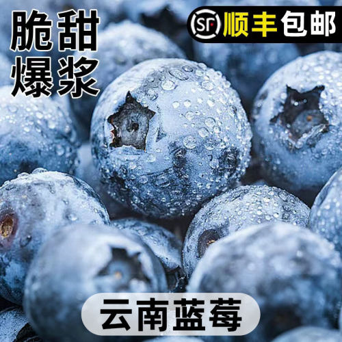 云南新鲜蓝莓当季时令水果