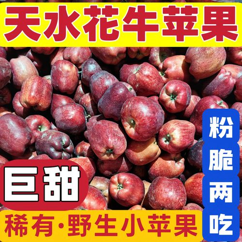 正宗甘肃天水花牛苹果新鲜水果应季现摘甜苹果孕妇小苹果
