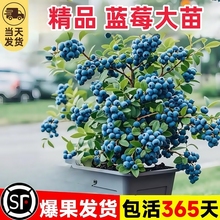 蓝莓树果苗蓝莓苗盆栽地栽带大果种植苗兔眼果树结果小苗薄雾