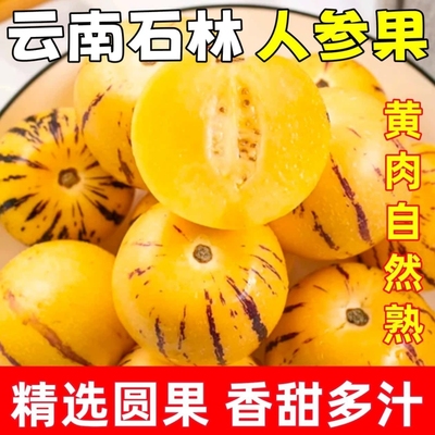 【甄选】云南树上熟人参果圆果黄肉新鲜现摘当季水果整箱爆甜多汁
