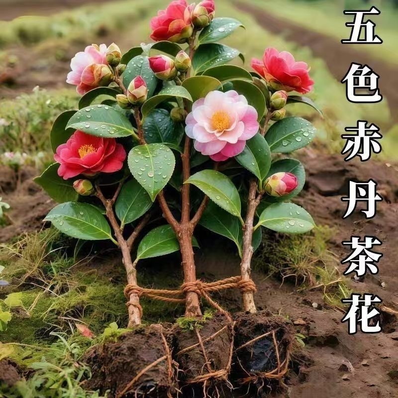 茶花盆栽五色赤丹四季山茶花树苗室内花卉绿植开花香妃多年生女郎