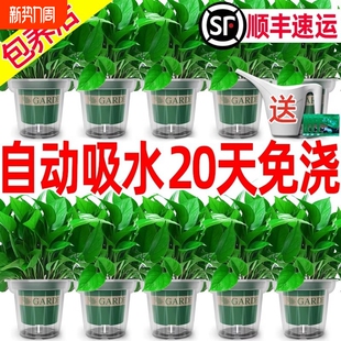 绿萝室内盆栽花卉植物甲醛绿植水培长藤客厅好养办公室新房阳台