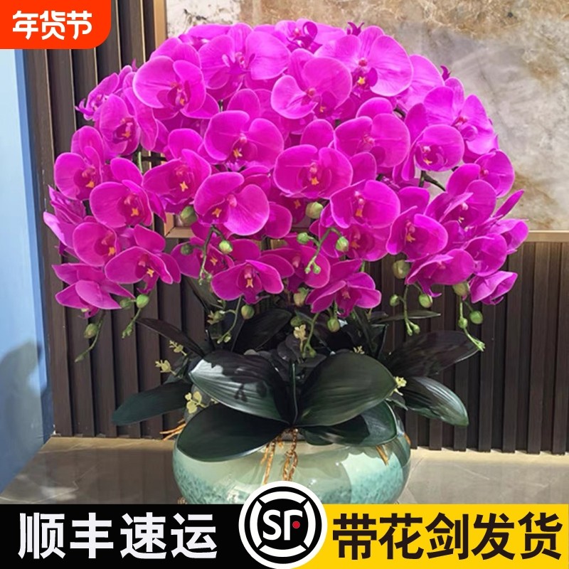 蝴蝶兰花苗带花剑带花苞盆栽兰花大苗客厅室内植物花卉四季好养活,鲜花速递/花卉仿真/绿植园艺,时令草本花卉,淘宝优惠券,粉丝福利购,淘宝优惠卷