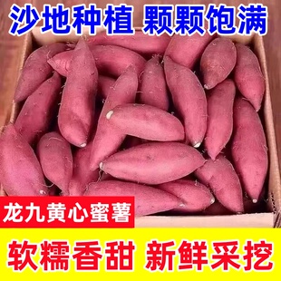 沙地黄心蜜薯龙九红薯现挖现发地瓜烤红薯农家自种软糯香甜小番薯