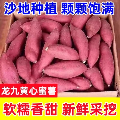 沙地黄心蜜薯龙九红薯