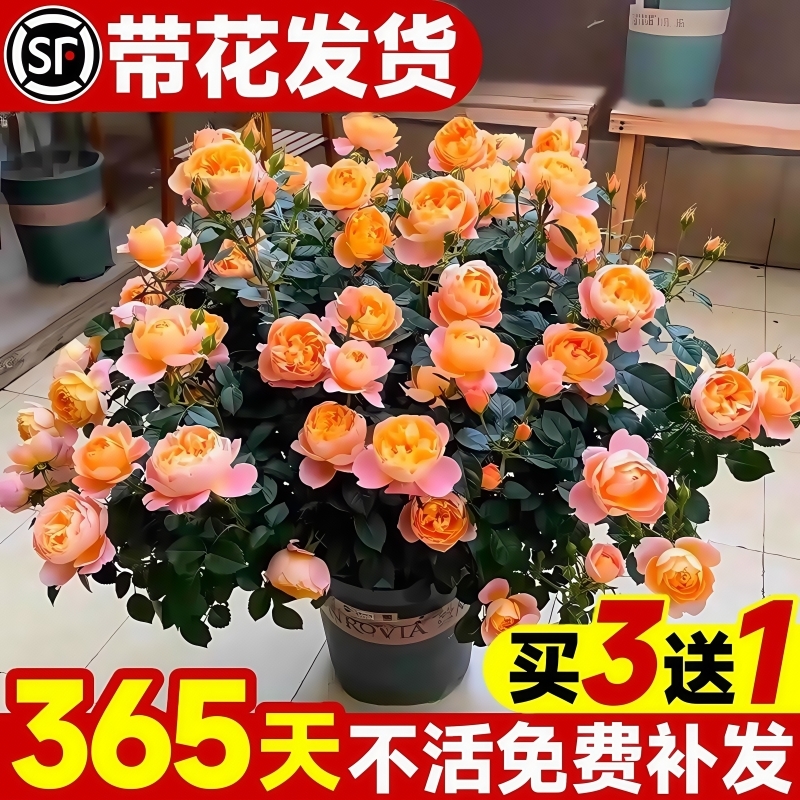 果汁阳台月季花苗盆栽带花苞四季开花卉名贵玫瑰树苗鲜花阳台植物