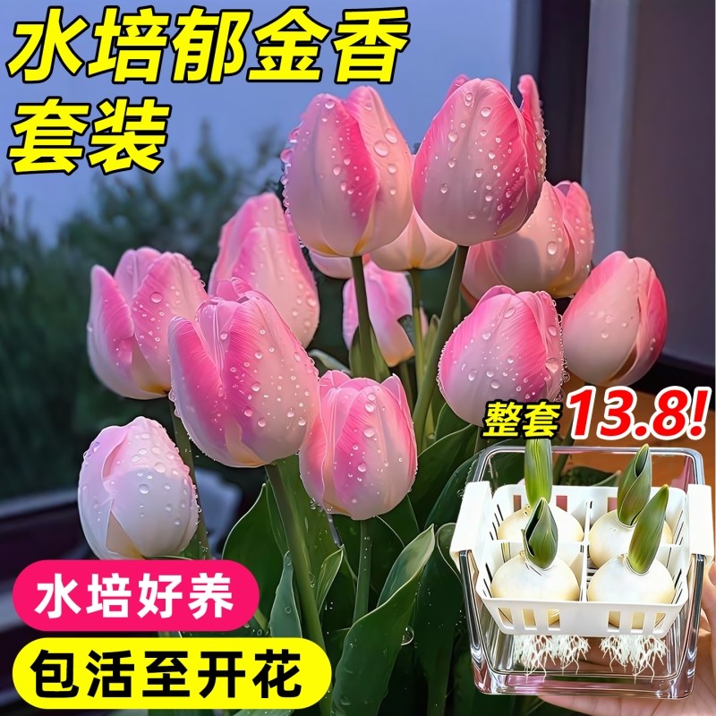 郁金香种球水培植物荷兰进口5度球桌面阳台花卉种子室内耐寒好养