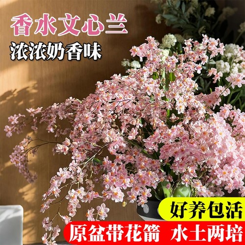 文心兰带花苞水培好养室内花卉绿植桌面盆栽阳台客厅香水开花冬季