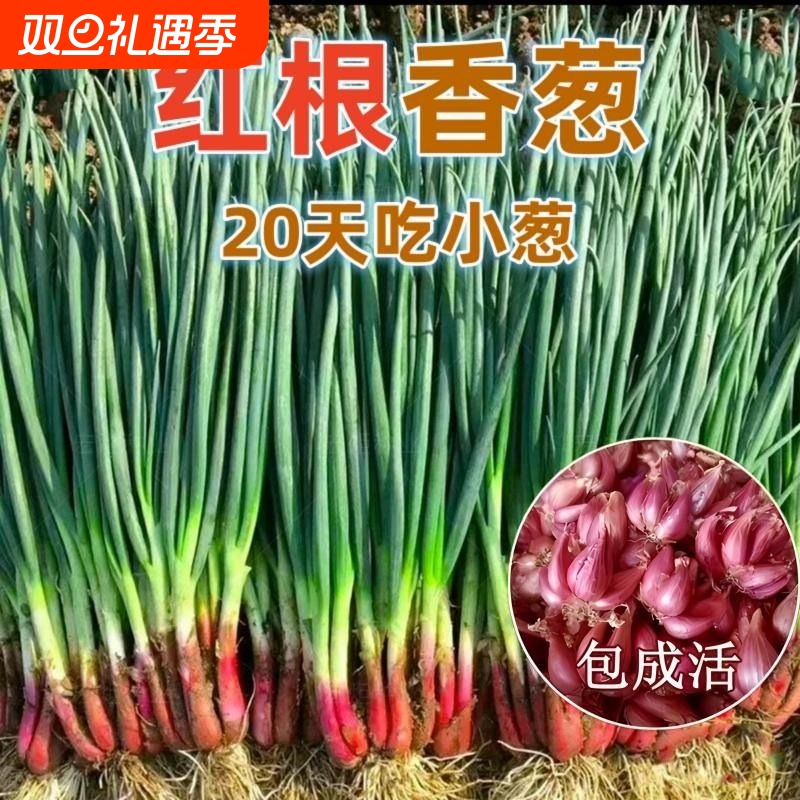 红根小香葱种子四季盆栽蔬菜