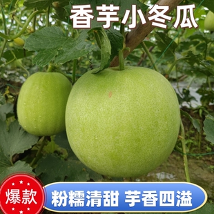 香芋冬瓜广西大瑶山包装 香芋味浓郁小冬瓜清炒煲汤清甜圆冬瓜新鲜