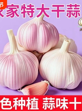 【突破底价】山东优质紫皮大蒜头批发农家新鲜干蒜紫白皮直销包邮