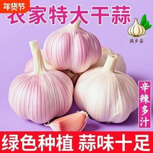 【突破底价】山东优质紫皮大蒜头批发农家新鲜干蒜紫白皮直销包邮