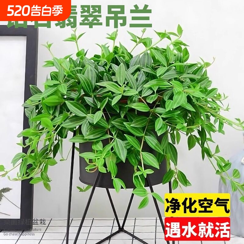 钻石翡翠吊兰盆栽室内耐阴好养活绿植四季常青垂吊植物阳台花盆
