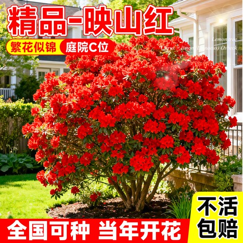 映山红杜鹃盆栽多季开花耐寒好养