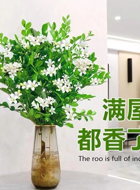 水培植物九里香盆栽桌面驱蚊绿植室内茉莉鲜花水养花卉懒人阳台