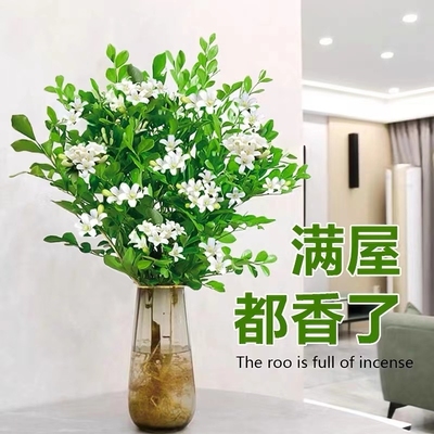 水培植物九里香盆栽桌面驱蚊绿植室内茉莉鲜花水养花卉懒人阳台