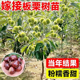 板栗苗树嫁接地栽南方北方种植大红袍当年结果特大板栗树果树果苗