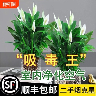 一帆风顺白掌盆栽绿萝花卉植物室内花水培绿植好养发财树吸除甲醛