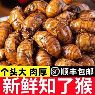 当季现捕知了猴金蝉新鲜活体速冻爬叉猴顺丰包邮批发商用