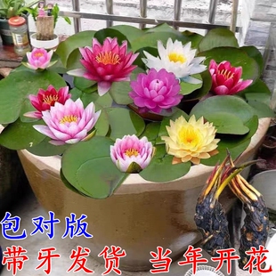 大睡莲根块睡莲花水培植物四季莲花盆栽水养荷花睡莲根茎耐寒水生