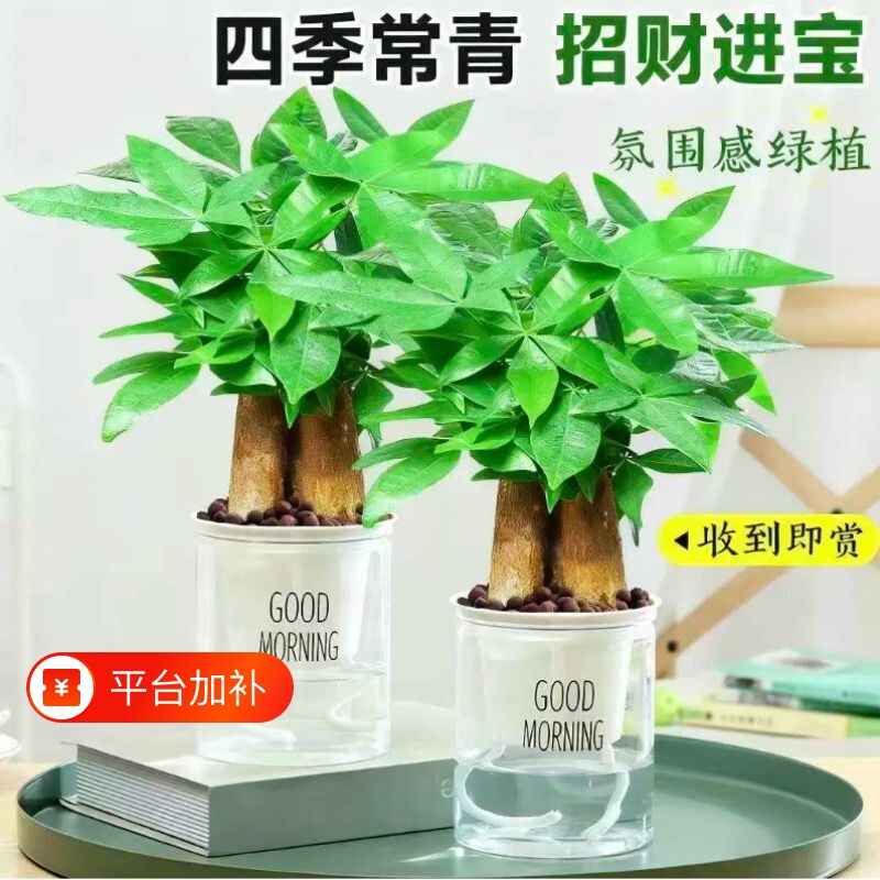 发财树小盆栽花卉绿植水培植物室内四季好养绿萝金钱树客厅陶瓷