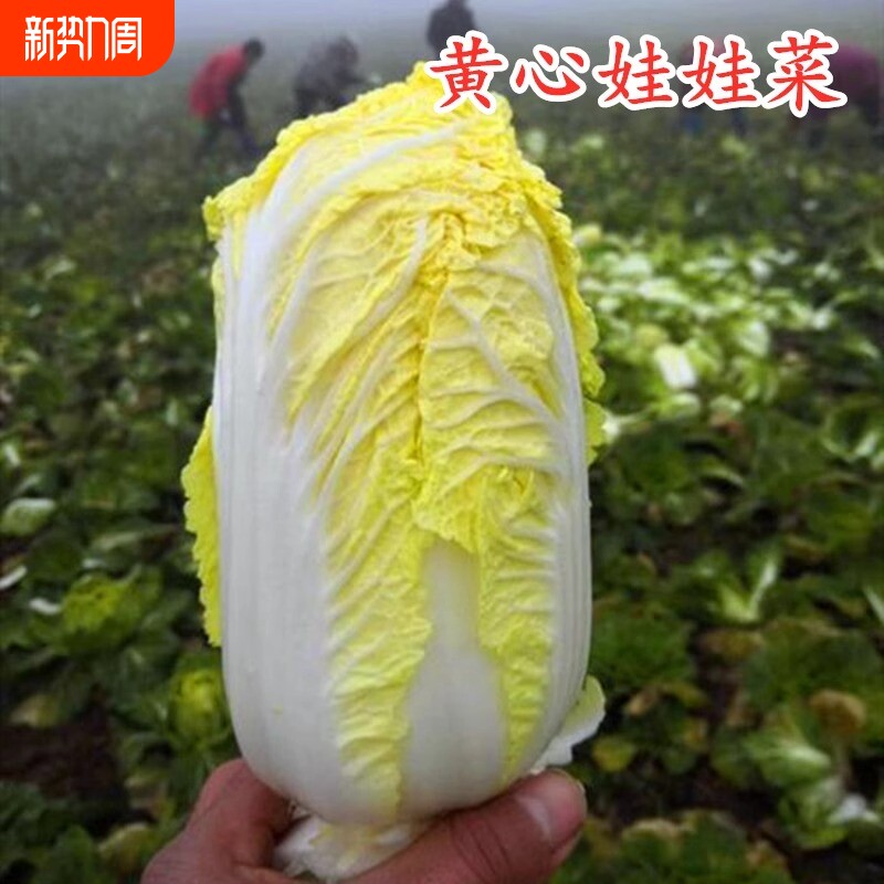 贝贝娃娃菜种子白菜籽庭院种菜阳台盆栽蔬菜四季播黄金娃娃菜种子