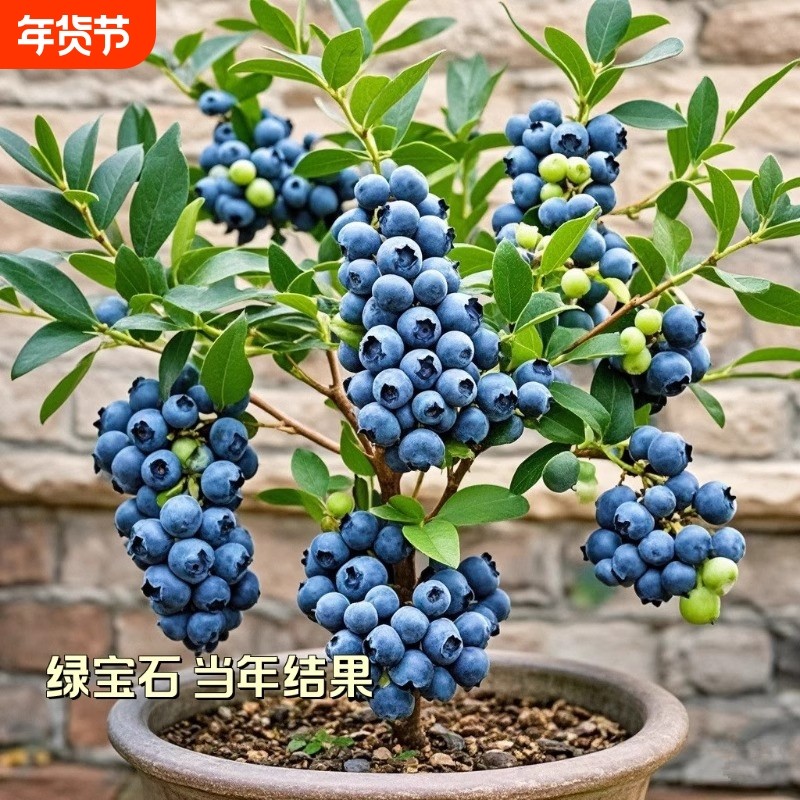 蓝莓树果苗盆栽地栽特大号带大果南北方种植苗兔眼绿宝石果树小苗,鲜花速递/花卉仿真/绿植园艺,果树,淘宝优惠券,粉丝福利购,淘宝优惠卷