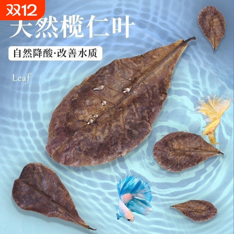 鱼缸榄仁叶乌龟橄榄叶水族斗鱼懒人叶降酸调节水质Ph值养龟龙眼叶
