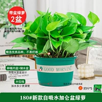 180#Галлон утренний горшок [2] горшок +5 удобрения 1