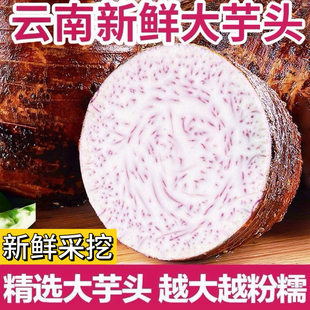 蔬菜批发 云南大芋头新鲜现挖非槟榔芋白心火锅食材应季 太粉糯