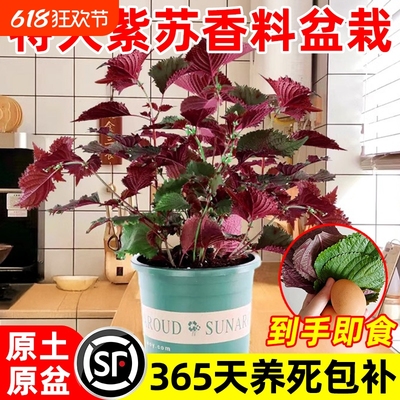 紫苏苗盆栽可食用厨房新鲜紫苏叶