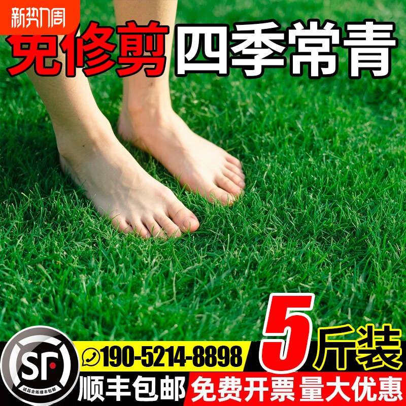 草坪草籽四季常青护坡固土狗牙根庭院草皮绿化黑麦草种子耐寒植物