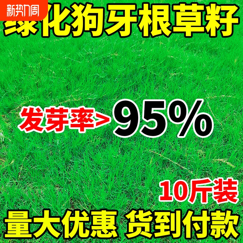 狗牙根草籽草种子带壳脱壳净籽耐热耐寒四季常青护坡固土工程绿化