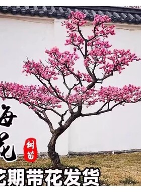 红梅花树苗庭院盆栽室外耐寒腊梅老桩花卉植物四季种盆景种植开花