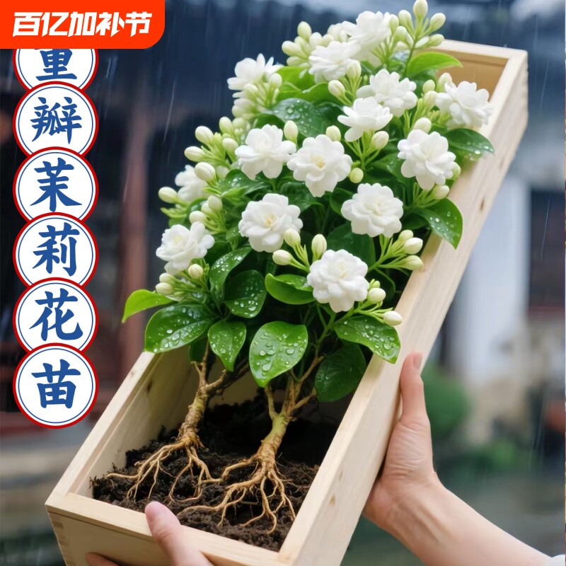 茉莉花苗盆栽带花苞九里香老桩水培栀子花卉驱蚊绿植物室内四季开