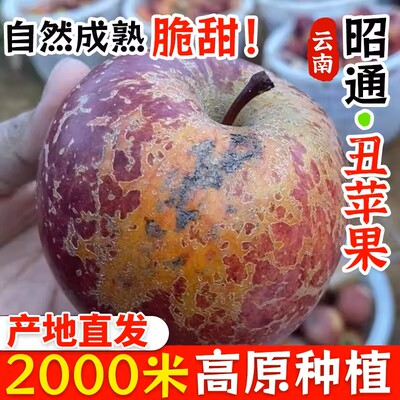 云南昭通丑苹果冰糖心新鲜水果