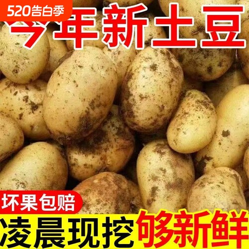 贵州正宗黄皮黄心土豆整箱现挖