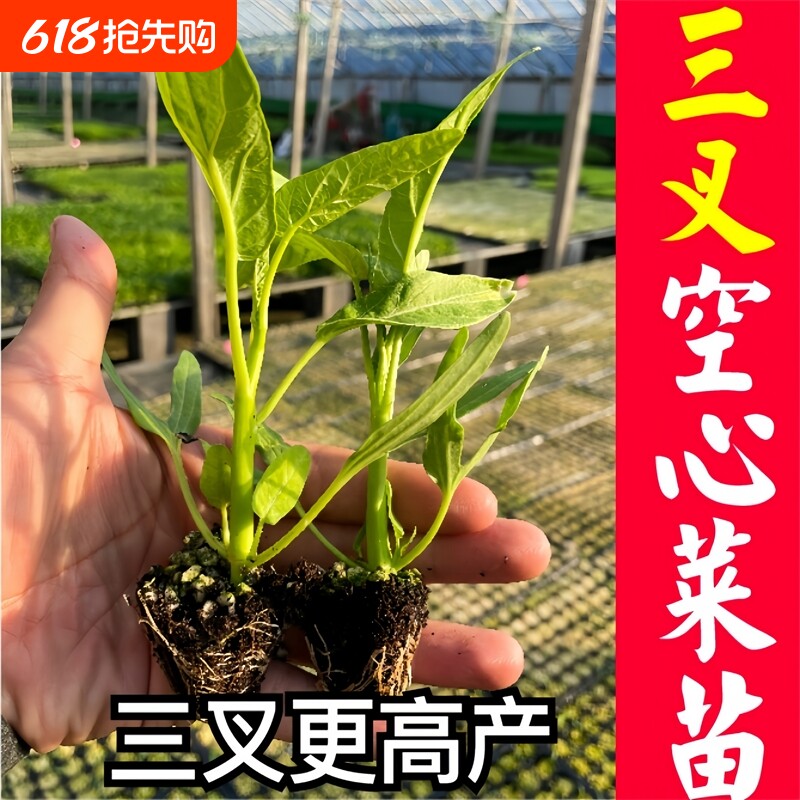 三叉空心菜苗种子四季蔬菜苗籽苗广东大叶空心菜苗带根羊角水果