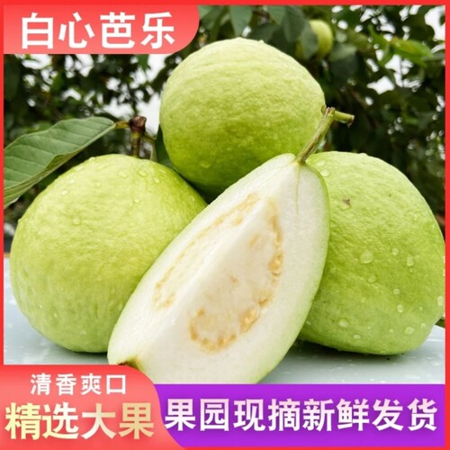 【新店开业】广东正宗奶油芭乐白心脆甜芭乐番石榴新鲜大果冰激凌