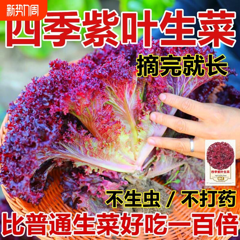 紫叶生菜种子蔬菜种子四季种意大利菜种子籽种紫奶油生菜种子一年